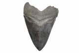 Serrated, Fossil Megalodon Tooth - Huge River Meg #221789-2